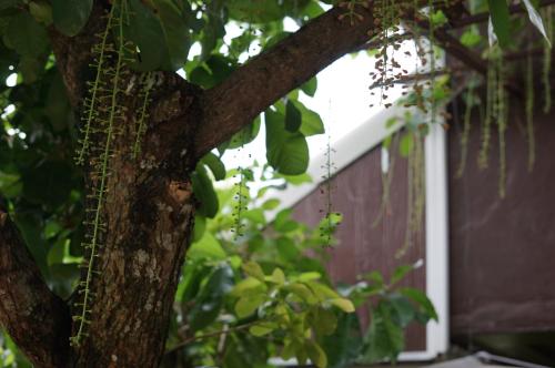 baan baramee house