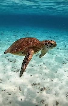 gili trawangan