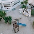 mykonos