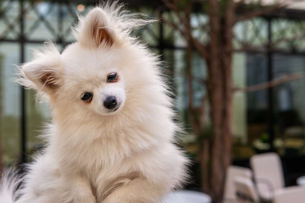 la villa des ternes hotel