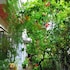 dream catcher home stay
