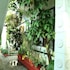 dream catcher home stay