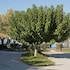 anetis beach hotel