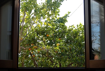 gli aranci