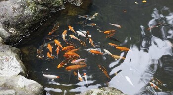 Kinosaki Yumekoyado Tenbouen,Yosano>>Toyooka,3 star