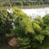 calabar
