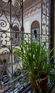 fes