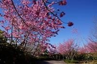 mone garden inn cingjing