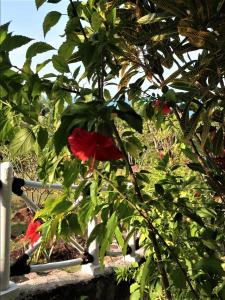 breve azurine lagoon retreat