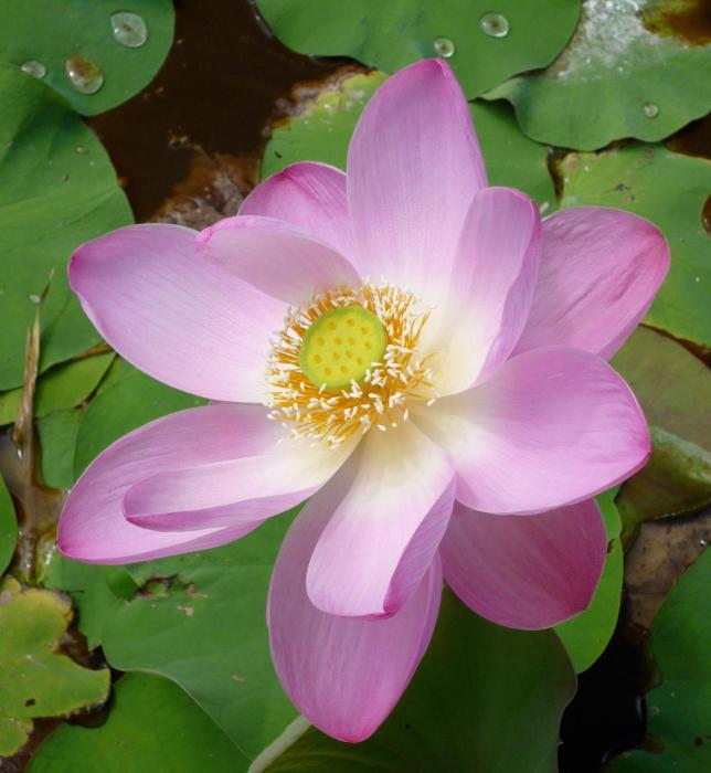 jendela di bali villa