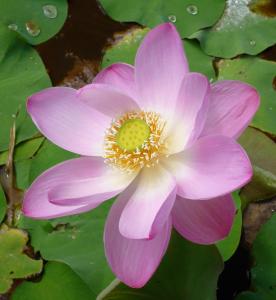 jendela di bali villa