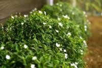 vieng tawan sukhothai hotel