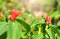 vieng tawan sukhothai hotel