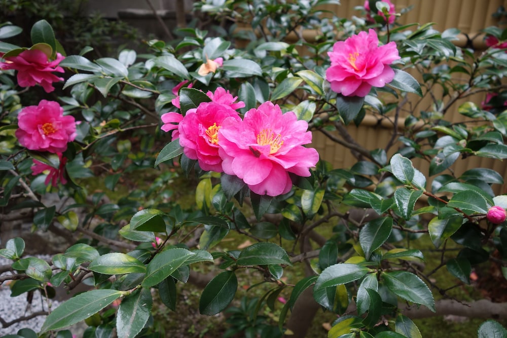 kyo machiya stay waka fushimiinari tei