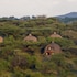 serengeti