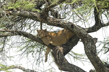 serengeti serena safari lodge