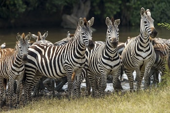 serengeti serena safari lodge
