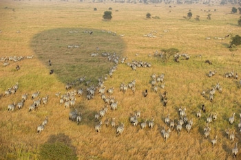serengeti serena safari lodge