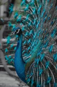 les hameaux de lorient