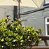 the norfolk arms