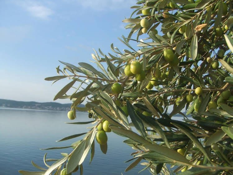 ayvalik