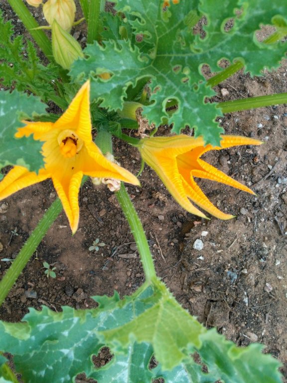 Vira Apart Hotel,Fethiye>>Dalaman,3 star