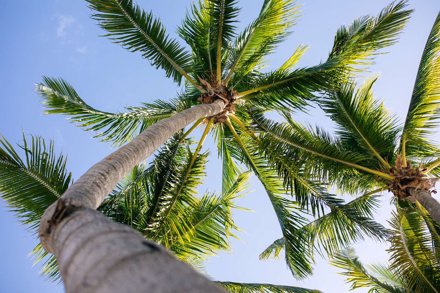 casa marina key west curio collection by hilton
