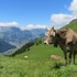 h hotel and spa engelberg