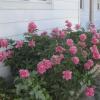 rosecourt motel