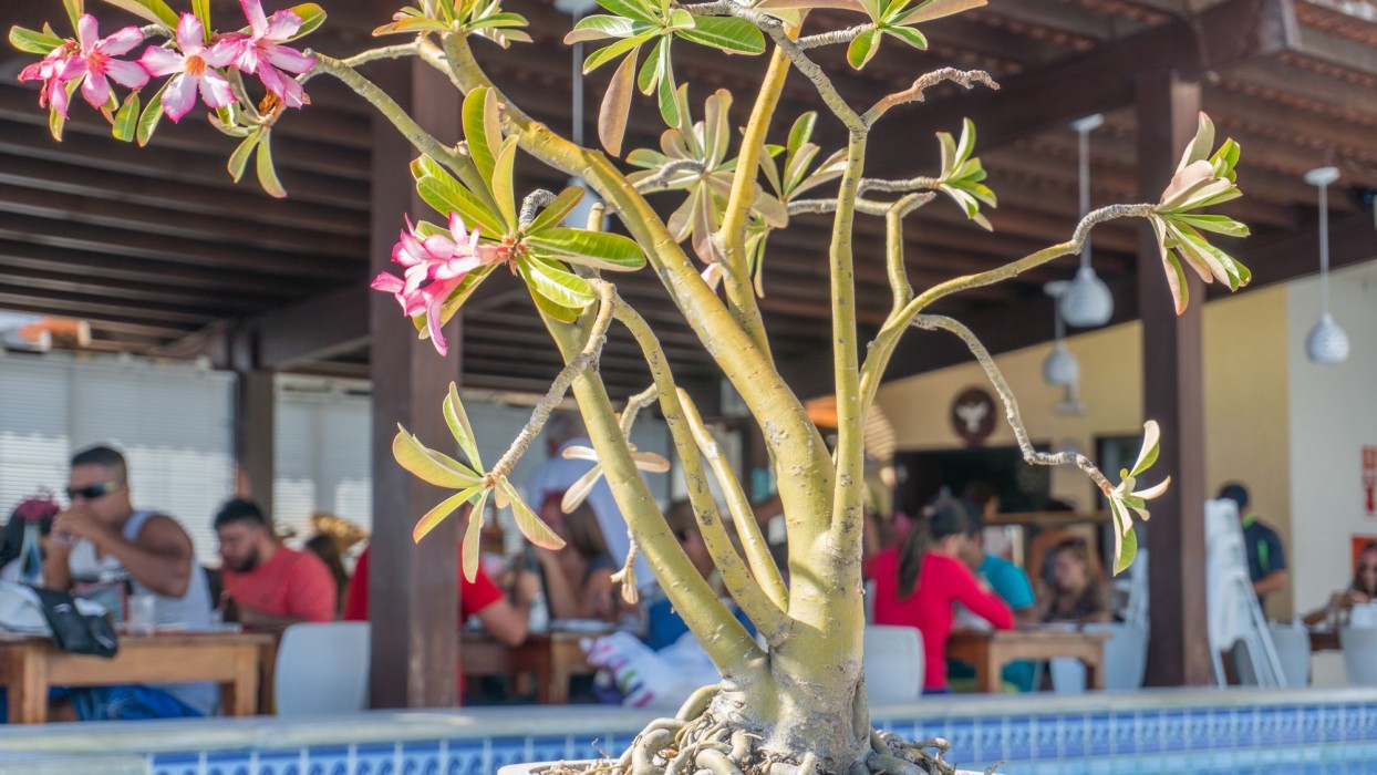 kristie resort