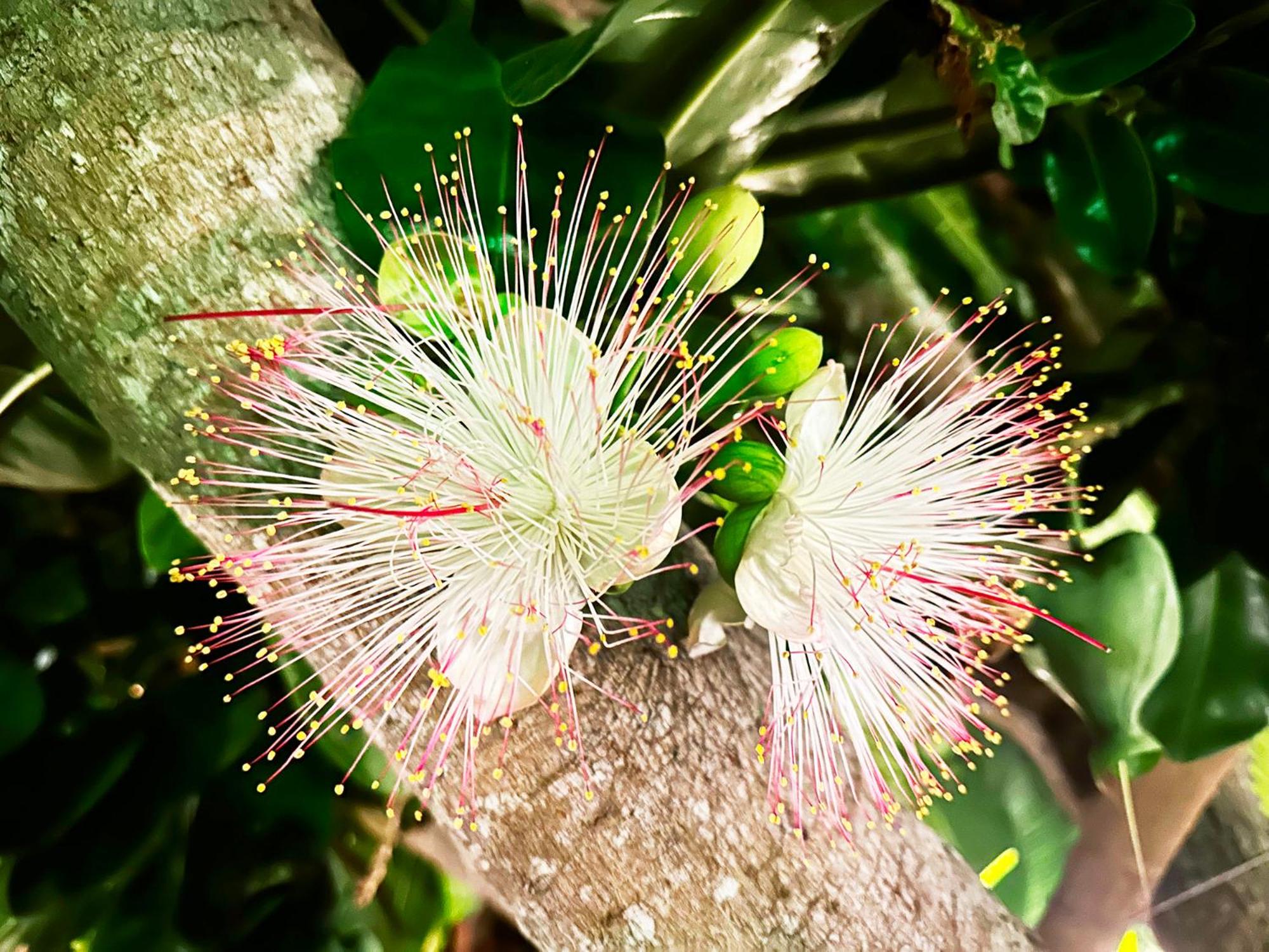 dreamville koh phangan