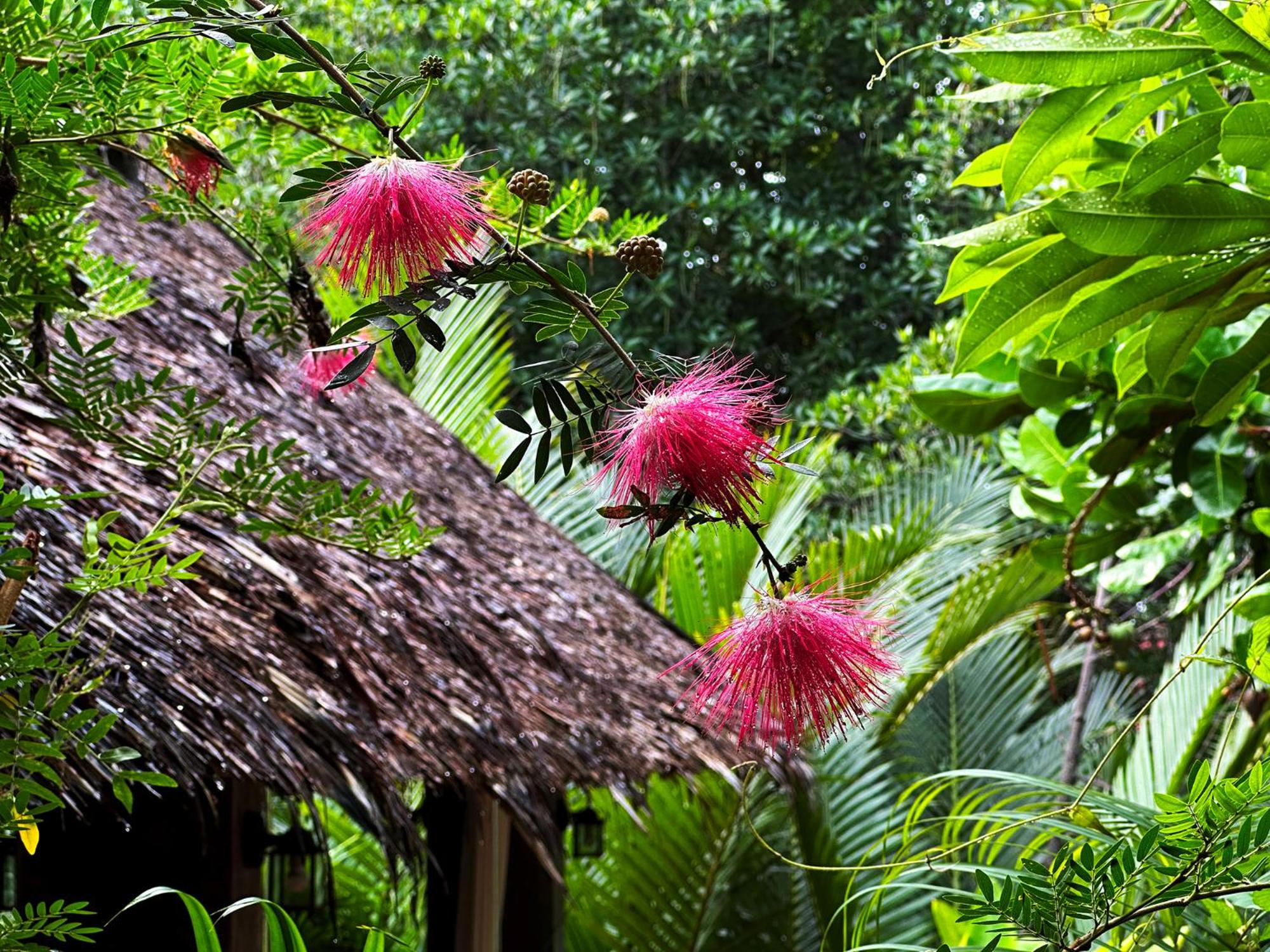 dreamville koh phangan