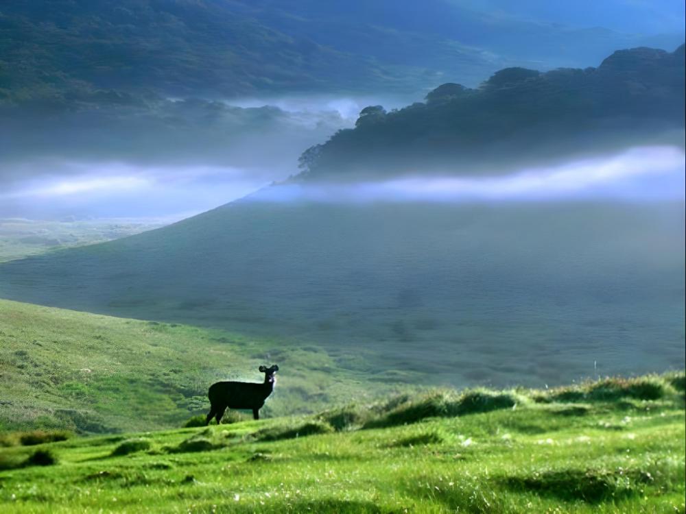 single tree hotel nuwara eliya