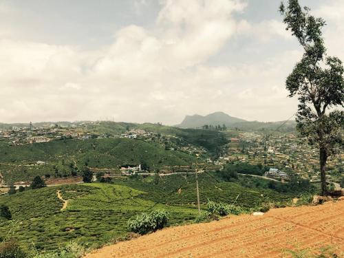 single tree hotel nuwara eliya