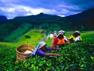 single tree hotel nuwara eliya