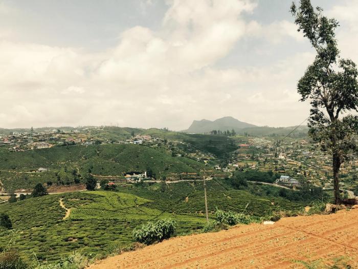 single tree hotel nuwara eliya