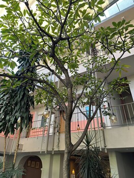 flor de mayo hotel and restaurant adults only