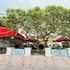 phoenix hotel vung tau