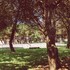 viana do castelo