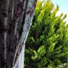cesme