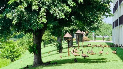 Landmark Inn,Sevierville>>Pigeon Forge,2 star