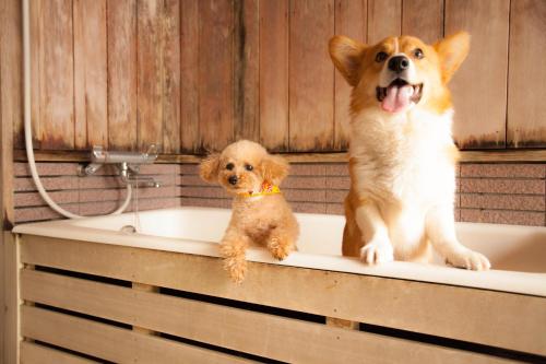 izumigo takayama dog paradise hotel