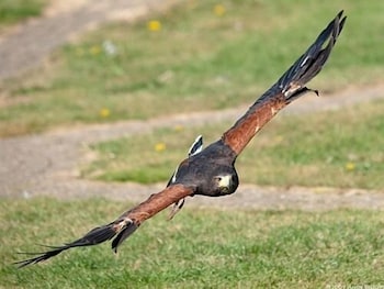 Falcons Nest,Cambridge>>Bluntisham,3 star