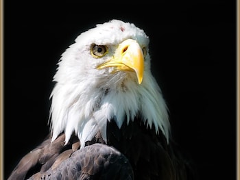 Falcons Nest,Cambridge>>Bluntisham,3 star