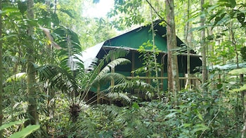 daintree crocodylus
