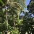 daintree crocodylus