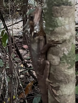 Daintree Crocodylus,Cow Bay>>Cape Tribulation,3 star
