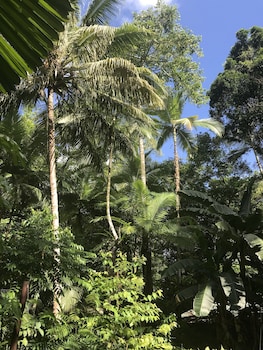 daintree crocodylus
