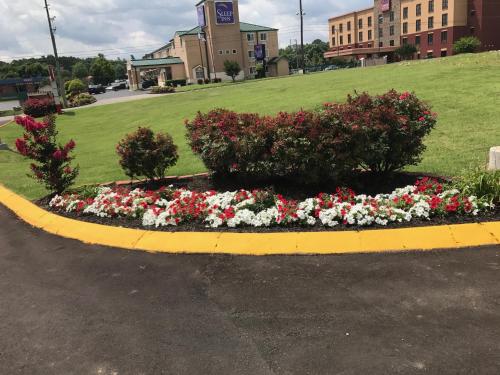 lotus inn and suites