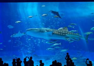 hotel mahaina wellness resort okinawa